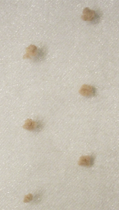 pale_web_1687585807